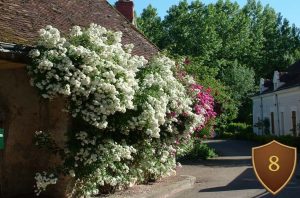 Village fleuri de Chedigny fête de la rose