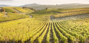 circuit œnologie en touraine. Vin de touraine