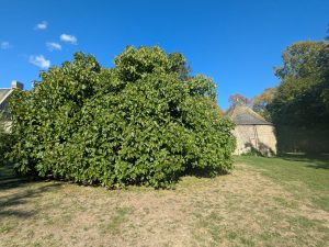 Figuier du Château de Lafayette Dolus le Sec